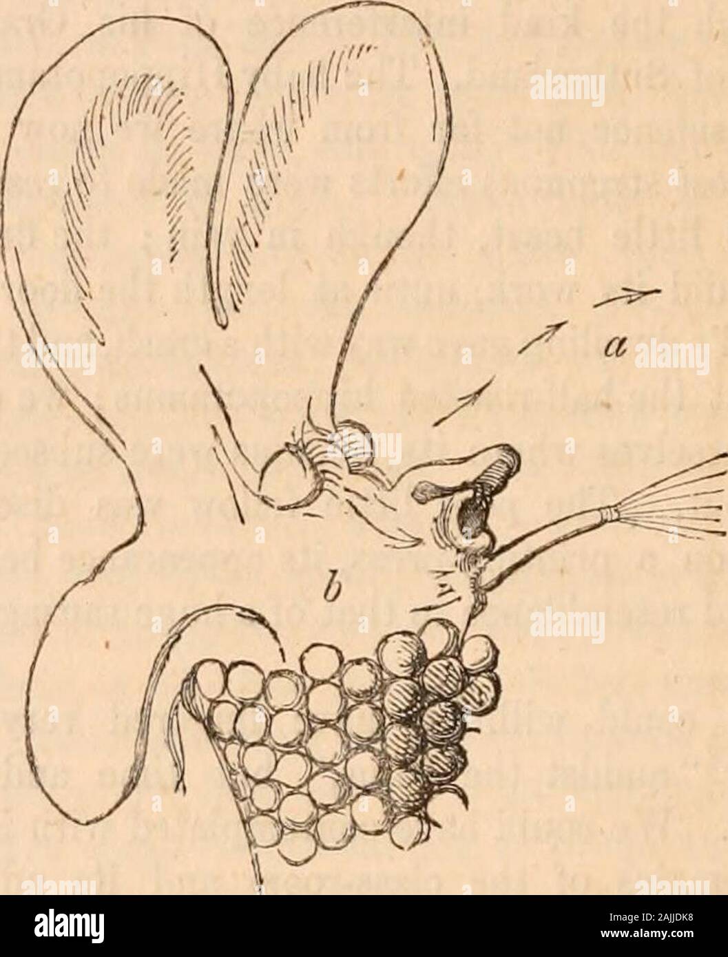 Hardwicke's Science - Klatsch: Eine illustrierte Medium der Interchange und Klatsch für Studierende und Liebhaber der Natur. Ves und ifconsidered leuchtet, dürfen die passageleading zu den Muskelmagen eingeben. Aus diesem ein Ciliated surfaceextends auf dem Türsturz oder Kinn über die Form; itsaction schafft einen starken Rücken aktuelle, durch die allthat ist ungeeignet für essen ist aus der Bahn geworfen, mit der Ausnahme bestimmter Partikel, die die Pellets zu selectedfor werden; diese zu einer Seite gerichtet sind - channelcadiug zum Werkzeug. Hier sind die zilien wieder seenin volle Aktivität - Seine hohlen kann gesagt werden Sie zu linedwith sein. Und ich Stockfoto