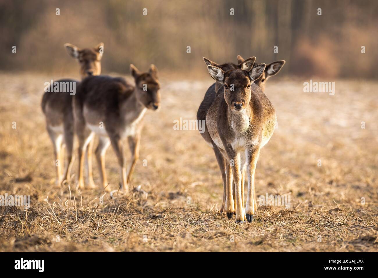 Vorderansicht des Damwild Herde Anfahren auf einer Wiese im Frühling. Stockfoto