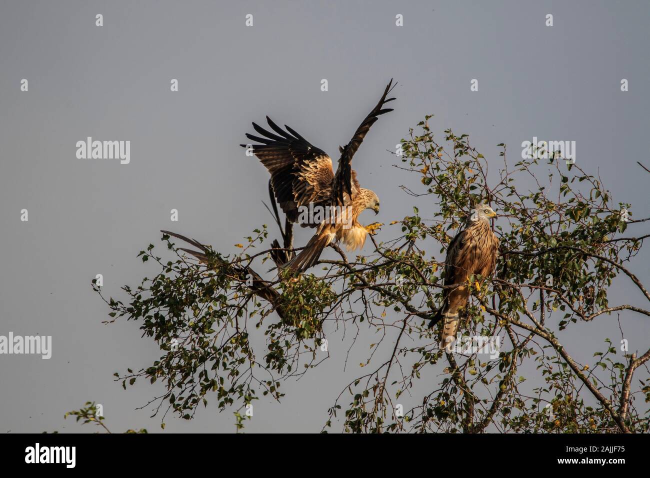 Red Kites Milvus Milvus und Landung auf einem Baum gehockt Stockfoto