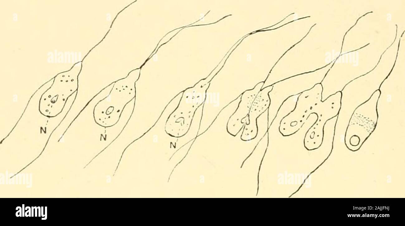 Die foraminiferen: Eine Einführung in das Studium der Protozoen. e. Letztere sind in der Lage, Sich contractionduring das Leben des Organismus (Abb. 8, v). Kristalline Körper. In bestimmten der Protozoen, wie Amöben, Granulat aus einem kristallinen Form auftreten, die refraktiven; Sie sind gedacht, letzte Stufe der Verdauung der Nahrung genommen inby der Organismus, bevor es von theprotoplasm (Abb. gleichgestellt ist zu representthe. 8, c). Die einzeller durch Kernspaltung oder binäre di-vision und durch die Bildung von zoosporen. Erste Etappe im Prozess der Unterteilung ist thedivision des Kerns. Diese Stockfoto