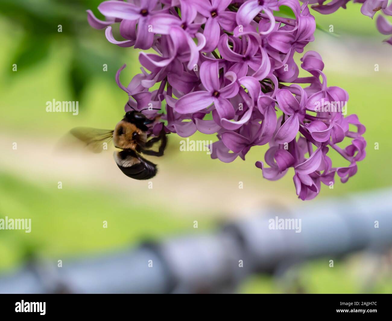Bumble Bee Summen Flügel beim Sammeln von Nektar aus einer Lila Lila Blüte Stockfoto