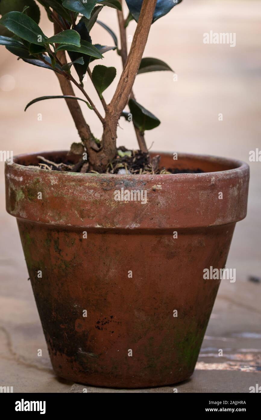 Terrakottatopf im Alter von Stockfoto