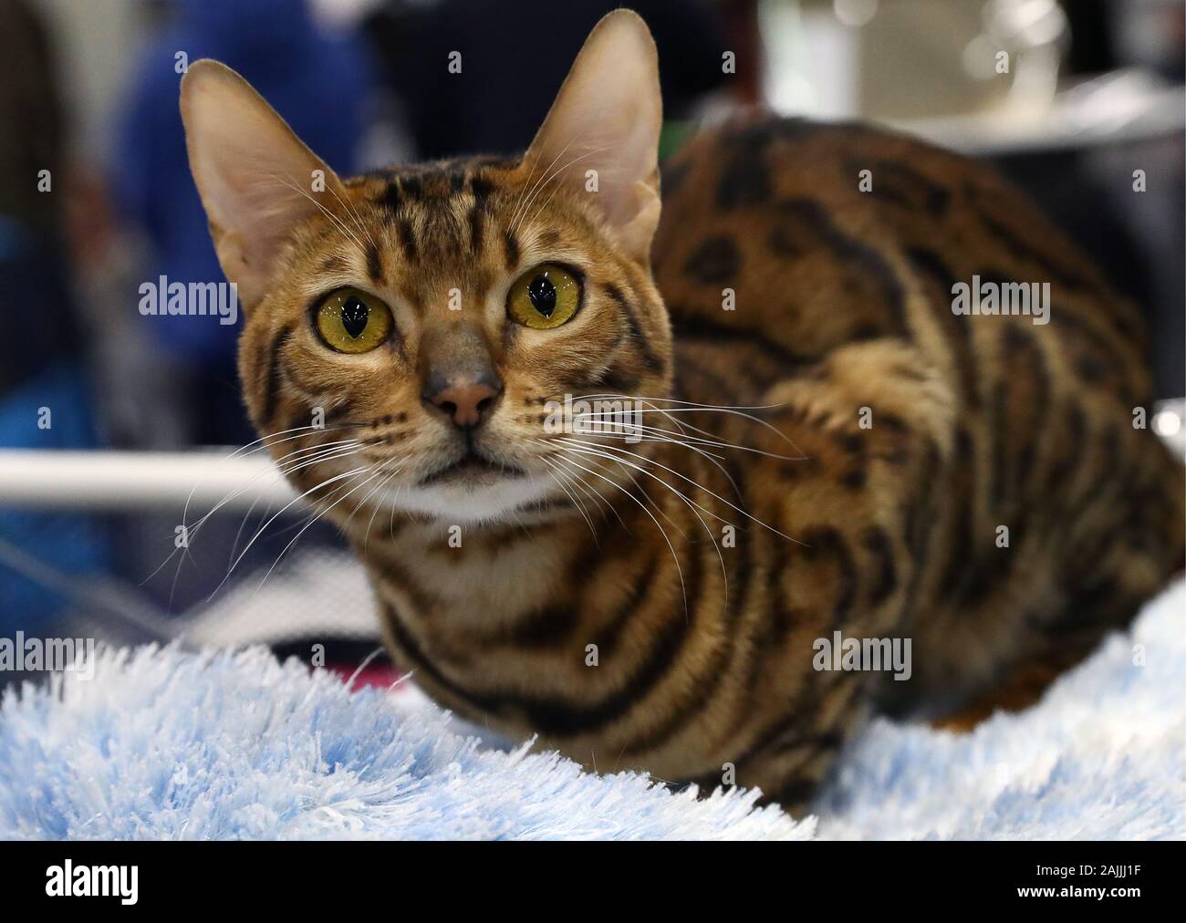 Seltene Katzenrassen Stockfotos Und Bilder Kaufen Alamy