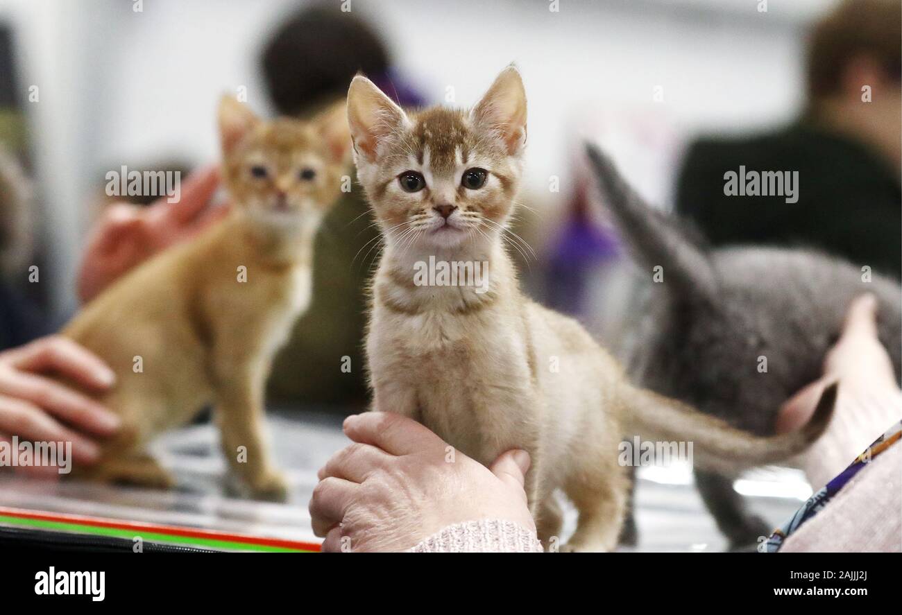 Seltene Katzenrassen Stockfotos Und Bilder Kaufen Alamy
