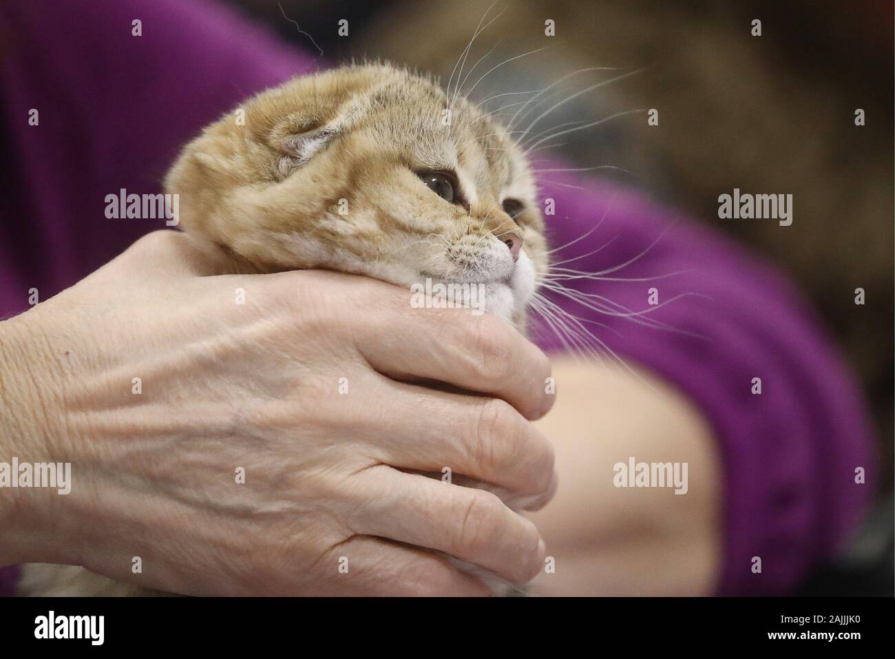 Seltene Katzenrassen Stockfotos Und Bilder Kaufen Alamy