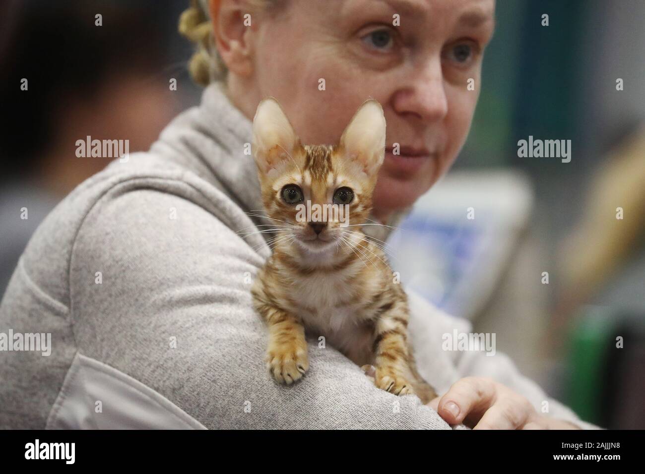 Seltene Katzenrassen Stockfotos Und Bilder Kaufen Alamy