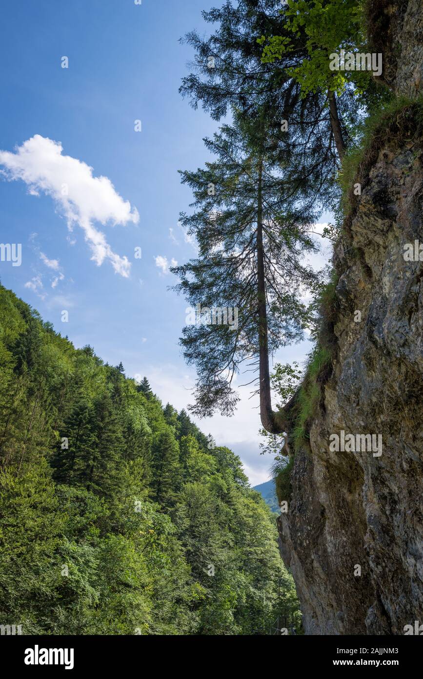 Einsamer Baum auf einem steilen Felsen in einem Canyon in den europäischen Alpen Stockfoto
