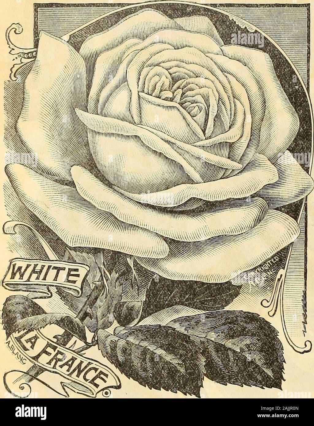 Maule same Katalog: 1896. 50 Sorten, für onlyji 3,50 $ Postpaid. Größere Anlagen von Express, Käufer zahlt Gebühren, $ 6,00 pro 100. li 103 M AULES BIS == DATUM SAMMLUNG. • • • ©" von 8 Unerreicht Everblooming Rosen, nur 50 Cents, Postpaid. S (siehe FARBIGE PLATTE GEGENÜBER.) •? (Mein Angebot von 8 unerreicht Everblooming Rosen für 50 consideriuK centssimply bemerkenswerte betrachten, die Qualität und die Größe der Rosen 1 vorschlagen meine Kunden zu senden. Sie wurden zu Recht für viele gute Qualitäten ausgewählt, und 8 Rosen, die für die Schönheit der bandsome Howers, Laub, starke robustes Wachstum und befreit Stockfoto