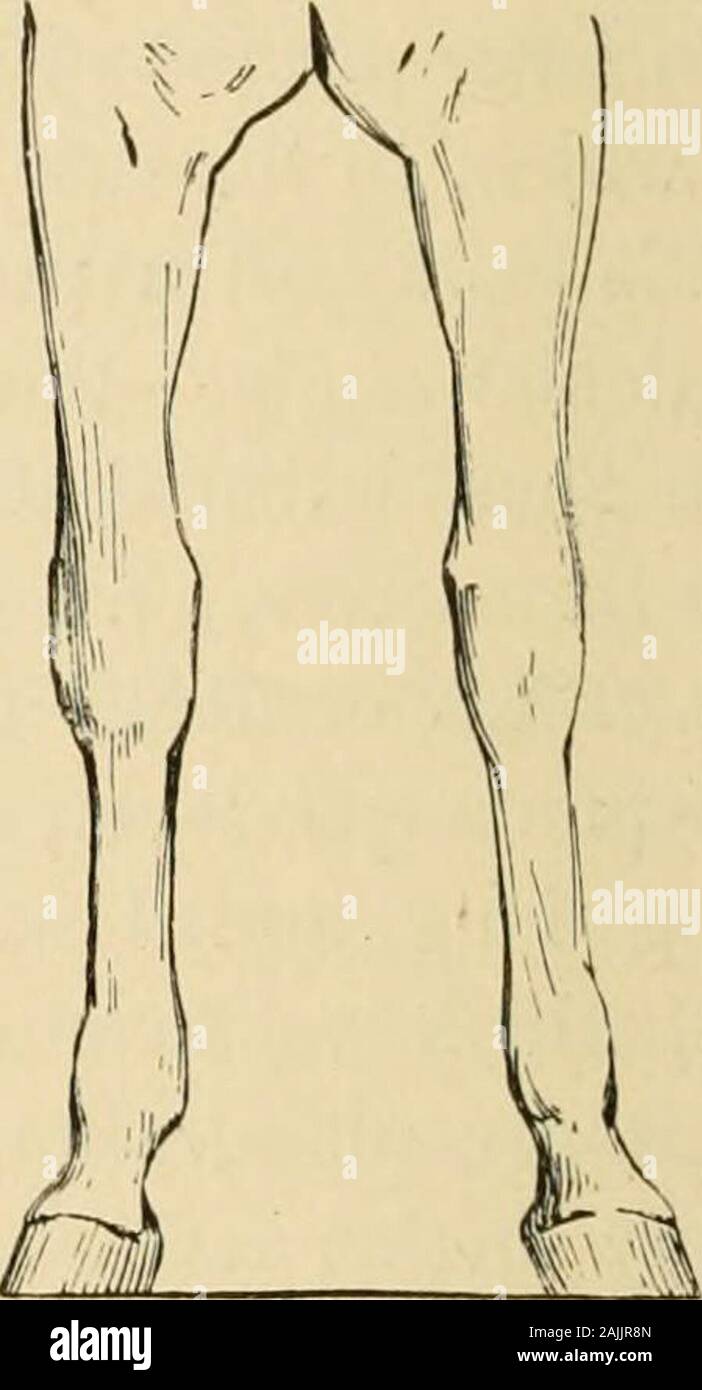 Das Exterieur des Pferdes. Abb. 155. Die Zeitspanne zwischen der Hufe ist beträchtlich, das Pferd ist auch saidto vor geöffnet sein. Wenn es in der Region ist der Knie allein die abweicht, das Pferd iscalled boic Beinen. Wenn es der Zehe, das Thema ist krumm-legged, ontbowfooted. Umgekehrt: Wenn das Mitglied, ist als Ganzes innerlich gelegen an der Vertikalen, oder wenn das Intervall zwischen den beiden Klauen ist zu klein, das Tier iscalled vor geschlossen. Wenn es in der Region ist der tlie Knie allein, das Pferd ist ox-Kneed. Schließlich, wenn es ist, dass der EVG, das Tier Papagei wird-toed, cross-footed in f Stockfoto
