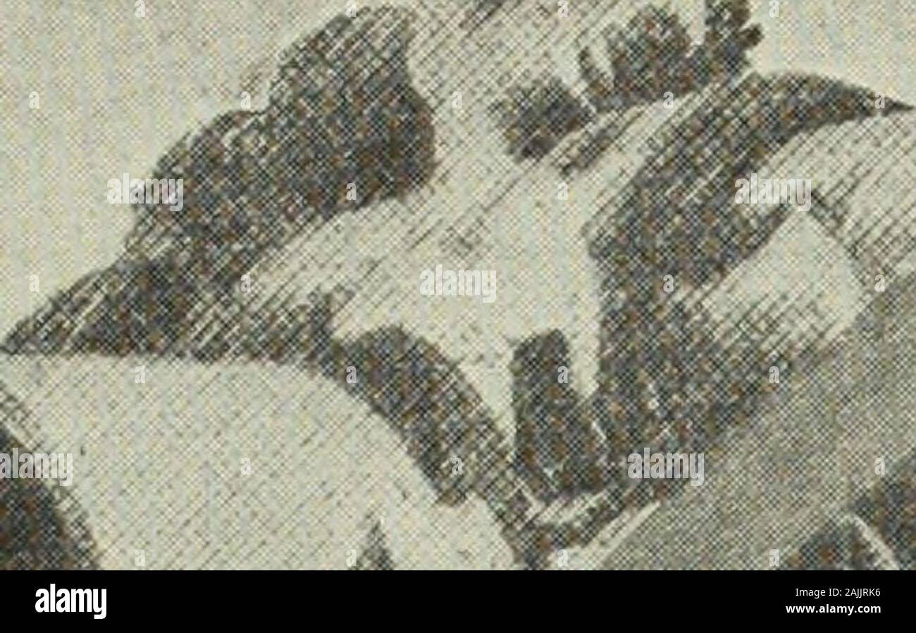 Der Literary Digest. Ich mit viel Maschine gunsand kein Mangel an Munition. Es war in der Nähe einer kleinen Stadt calledEceletzkia, auf der Waga Fluss nicht weit fromits Stelle mit der dwina SergeantPease, sagt, daß seine Einheit erhielt zuerst in touchwith die Bolschewiki und begann diggingtrenches unter Feuer: Wir gruben drei Gräben. Einer von ihnen Iheld, mit sieben Männer. Die anderen twowere Gebot durch Sergt. Charles Wall-ing, von Detroit, und Leutnant Gardner. Es gab ständige Feuern, Gewehr- und Ma-schinen Gewehr, und hin und wieder einen der Bolschewiki würden Sneak closeenough eine Granate zu werfen. Ein Mann waswoun Stockfoto