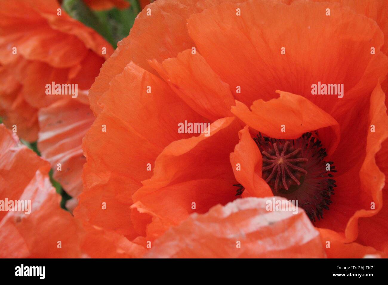 Red Poppy close-up Füllung Bild Stockfoto