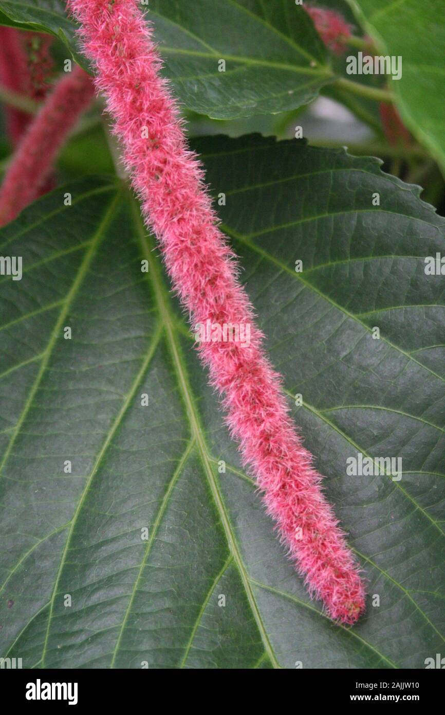 Langen, schlanken Blüte Teile, Rosa gegen grünes Blatt Stockfoto