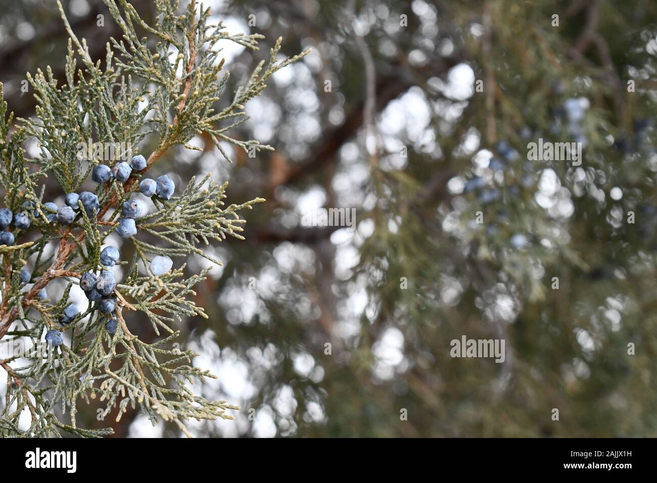 Nahaufnahme Foto eines wunderschönen Rocky Mountain Juniper Tree Branch mit der Innenseite der Baum in Soft Focus im Hintergrund. Stockfoto