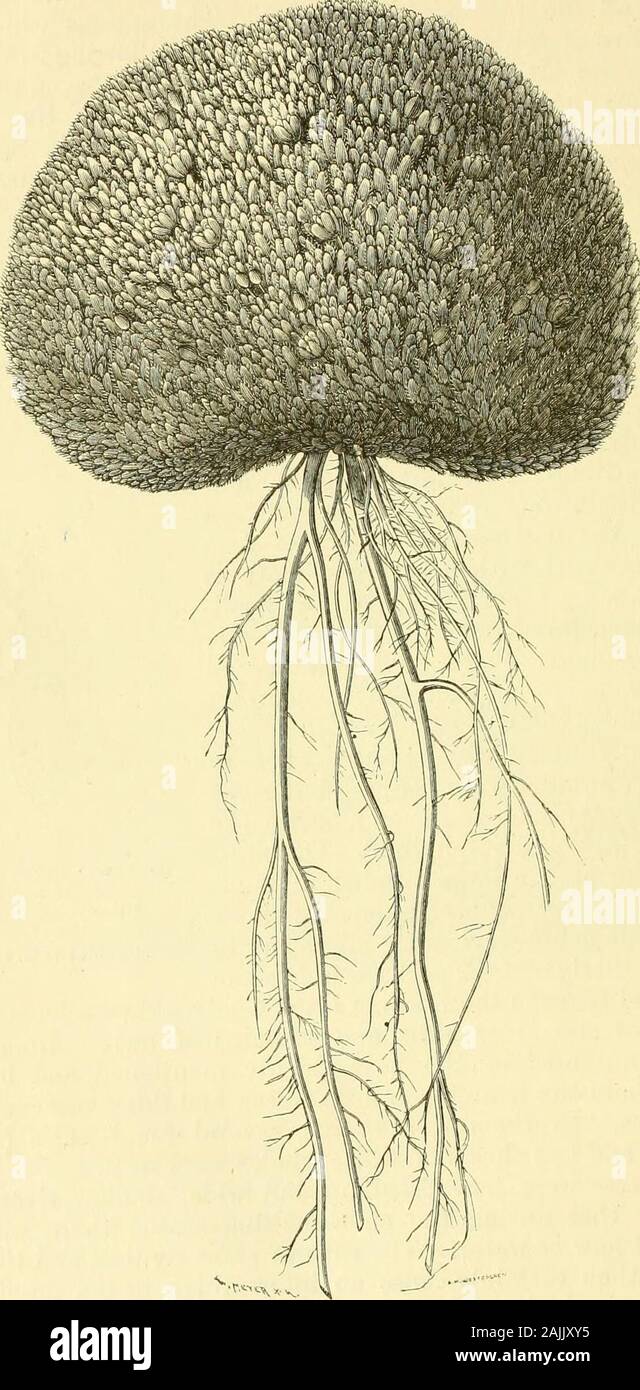 Die Reise der Vega rund um Asien und Europa; mit einem historischen Rückblick von früheren Fahrten entlang der Nordküste der Alten Welt. Cardamine ALPINA L., FBOM KAP TSCHELJUSKIN. Natürliche Größe. CHAP. Vii.] REICHLICH MAKINE LEBEN, 2 G1, eine reiche Tierwelt und Pflanzenwelt, insummer, wie reich an Blumen, die wir treffen in thevalleys Eis Fjord oder der Namenlose Bucht (Besimannaja Bay). Wir sahen keine Spur von Mann hier. Die Konten, die werecurrent Bereits im sechzehnten Jahrhundert, im Zusammenhang mit der natureof der North Point von Asien, jedoch machen es wahrscheinlich, dass theSiberian Nomaden Stockfoto