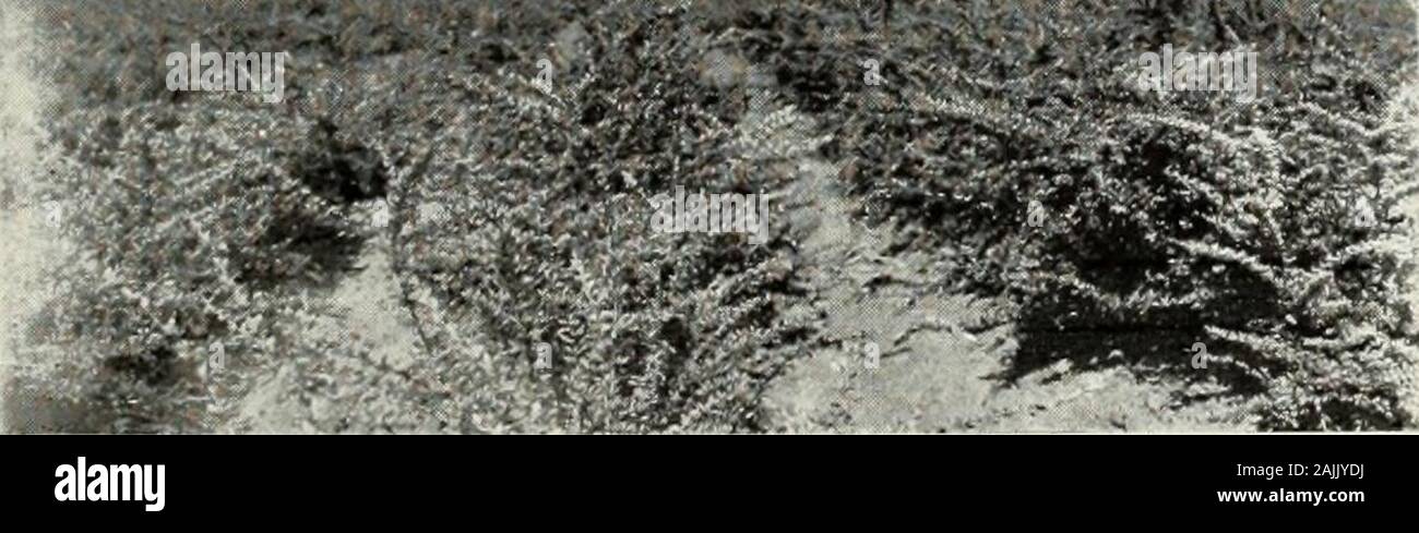 Großhandel Preisliste: Herbst 1919 und Frühjahr 1920. ft Traurig 20,00 2 bis 3ft Tieftraurig 15,00 18 bis 24 Zoll Sattel 10,00 Amplissima (Rot) Anemonaeflorus (Double Rose) Ardens (Lila) Boule de Feu (Rot) Dryas Plena (Fleisch) Coelestis (Blau) Herzogin de Brabant (Dble Rot) Jeanne dArc (Weiss) Lady Stanley (Rosa) Purpurea Semi Plena (D ie Lila) Rubis (Rot) Snowdrift (Weiß) Souv. Chas. Breton (Sünde. Lila) Totus Albus (Weiß) ALTHEA, Baum Form Code pro 10 Pro 100 4 bis 5 cm, 5/8 bis 3/4 Safe 3,50 $ 3^2 bis 5 ft, 9/16 bis 5/8 SafTrou (30 $. Stockfoto