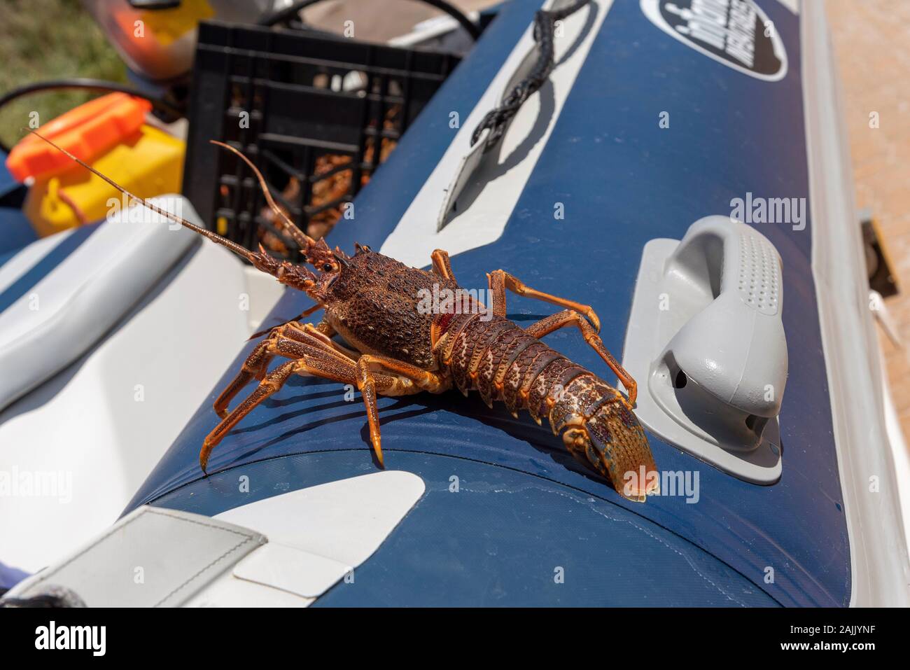 Rooiels, Western Cape, Südafrika. Dezember 2019, zwei Krebse versuchen, das Boot während der krebsfang Saison zu entkommen Stockfoto