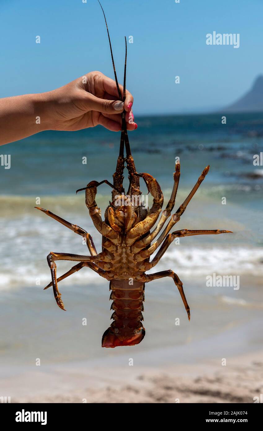 Rooiels, Western Cape, Südafrika. 2019, die Eröffnung der Krebse Saison und einer Frau, die Hand eines frisch gefangenen Krebse am Strand Stockfoto
