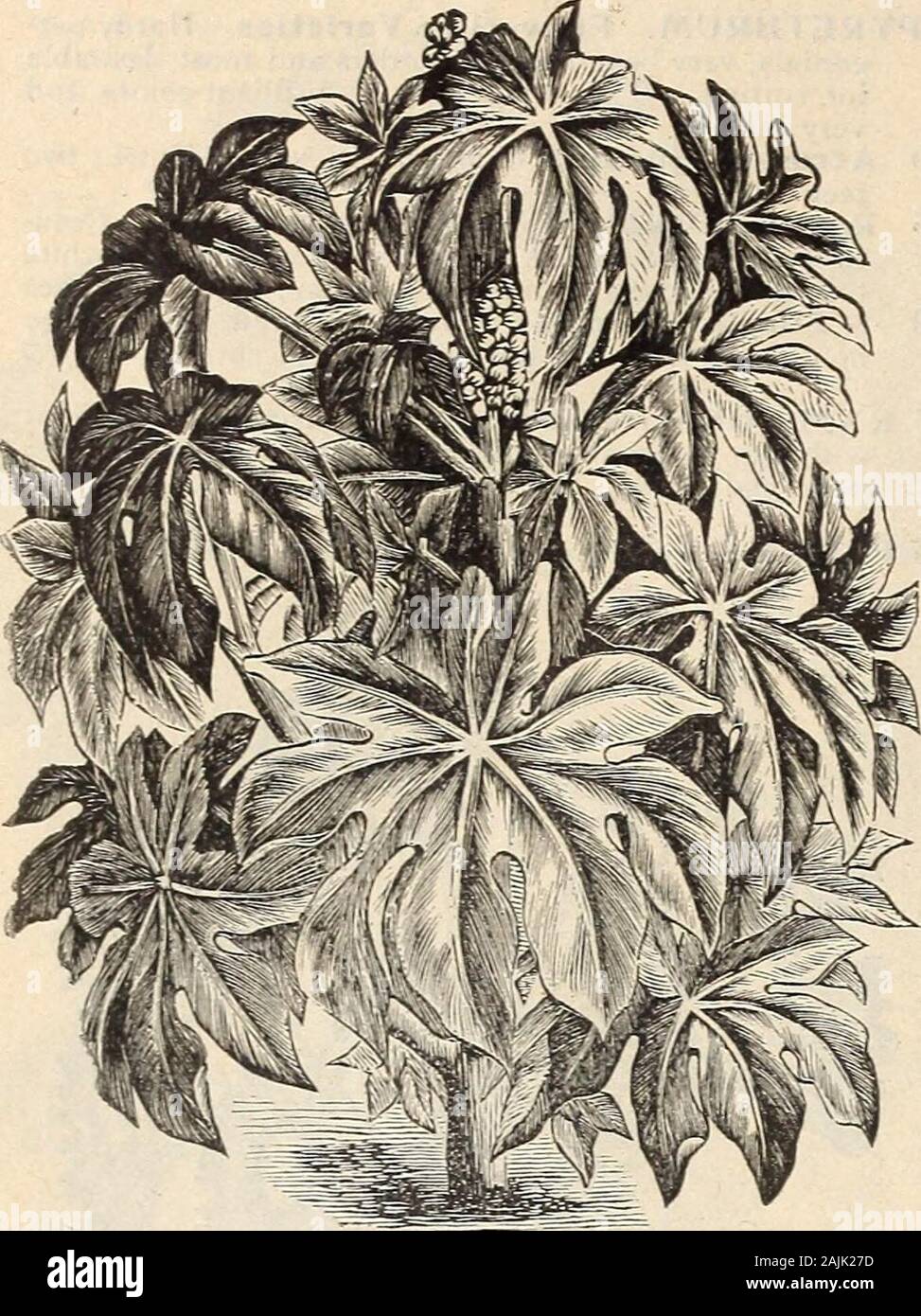 Die Farquhar Katalog der Samen 1900 Pflanzen, Blumenzwiebeln tools