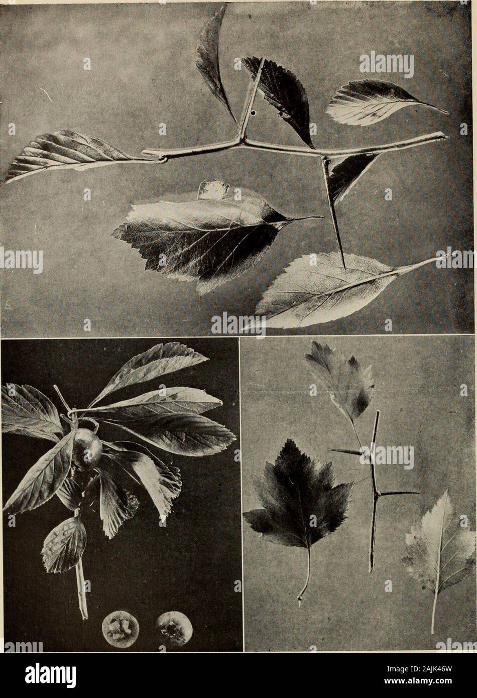 Der Baum Buch: Ein beliebter Führer zu einem Wissen über die Bäume in Nordamerika und auf ihre Verwendung und Anbau. ich Blatt unter Seite s Blatt Oberseite 3 Obst 4 Obst schneiden Samen 5 Samen von einer Frucht die COCKSPUR THORN (Crataegus Crus-Galli) Reichlich weiße Blüte zu zeigen verbirgt sich die Blätter Anfang Juni. Die Dornen sind schlank und stark, immer 6 bis 8 Zoll lang andbranched auf alten Gliedmaßen. Die Blätter sind ledrig und poliert, narrowl;;;;;;;; verkehrt eiförmig, bis 4 cm lang DIE ROTE HAW (Cratagus Mollis) Die grosse rote Haws, das Anfang September reifen, verschwommen sind rund um die Basis der Krümmung Kelch Stockfoto