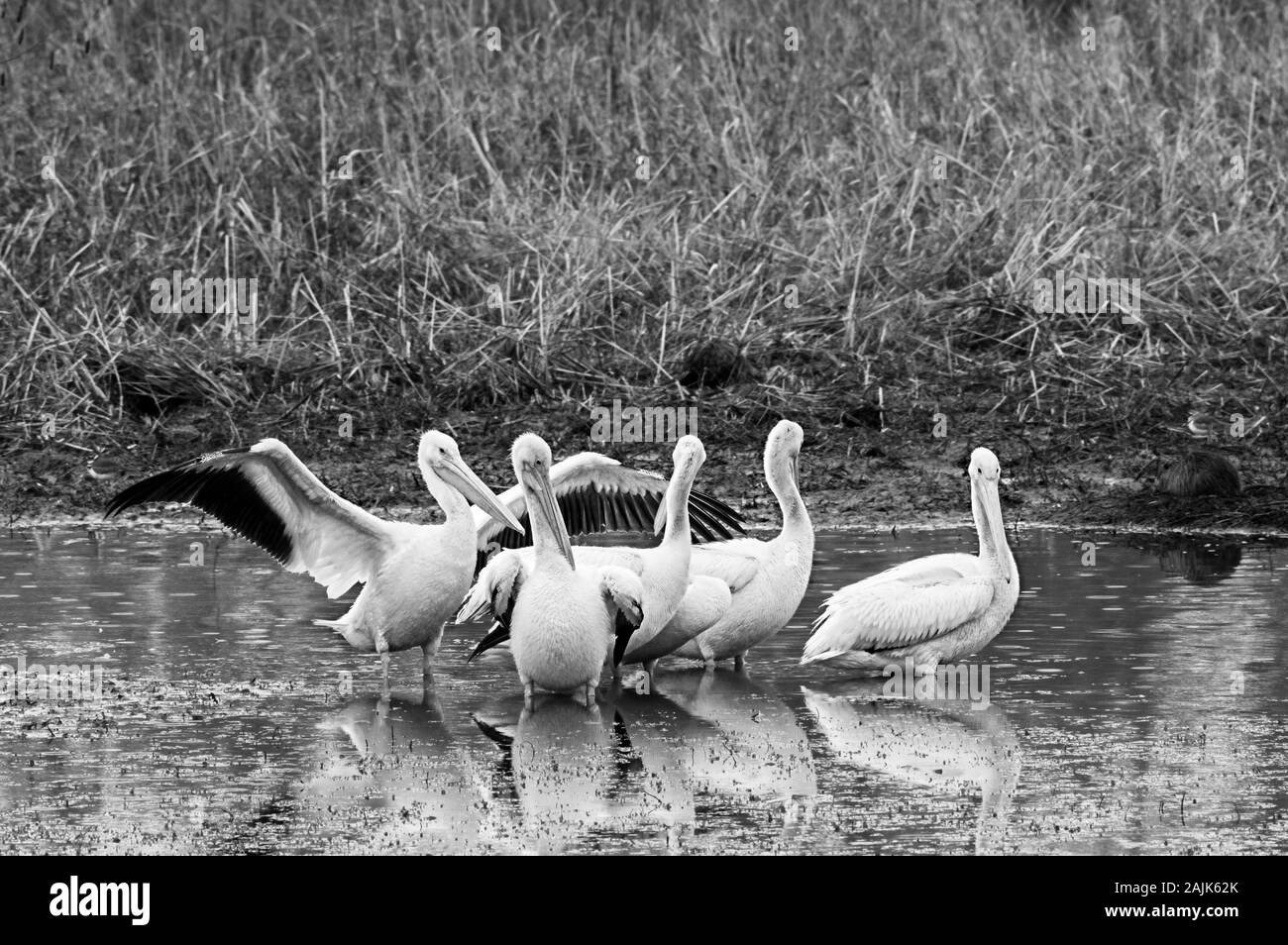 Feder TX USA-01--06-2016 - Fünf amerikanische Weiße Pelikane in einem Teich in B&W Stockfoto