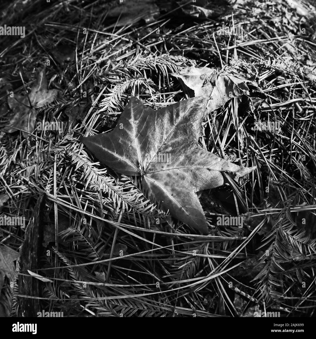 Conroe, TX USA - 11/15/2019 - rotes Blatt auf dem Waldboden B&W Stockfoto