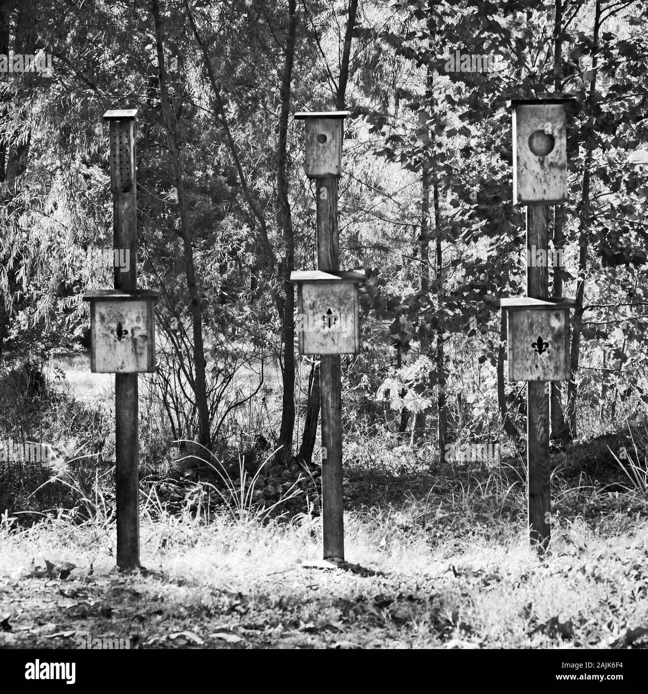 Zwei Vogel- und drei Fledermaushäuser in den Wäldern in B&W Stockfoto
