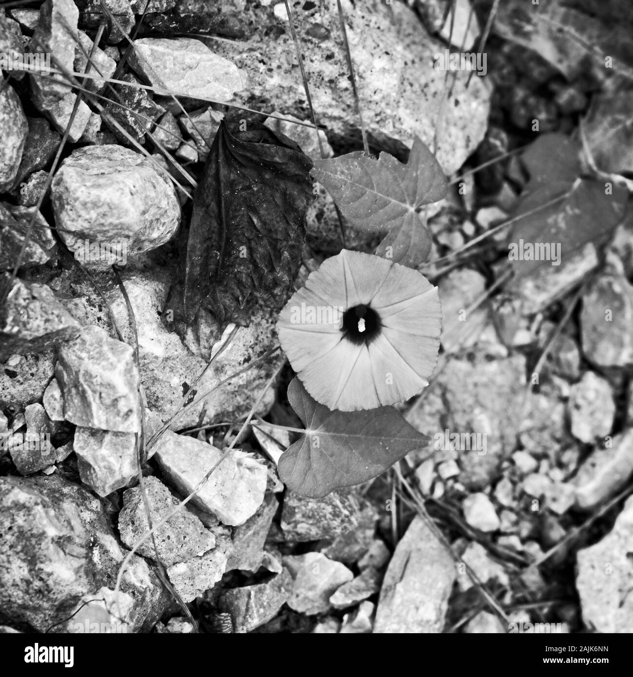Feder TX USA - 10/10/2019 - wilde Blume wächst unter den Felsen in B&W Stockfoto