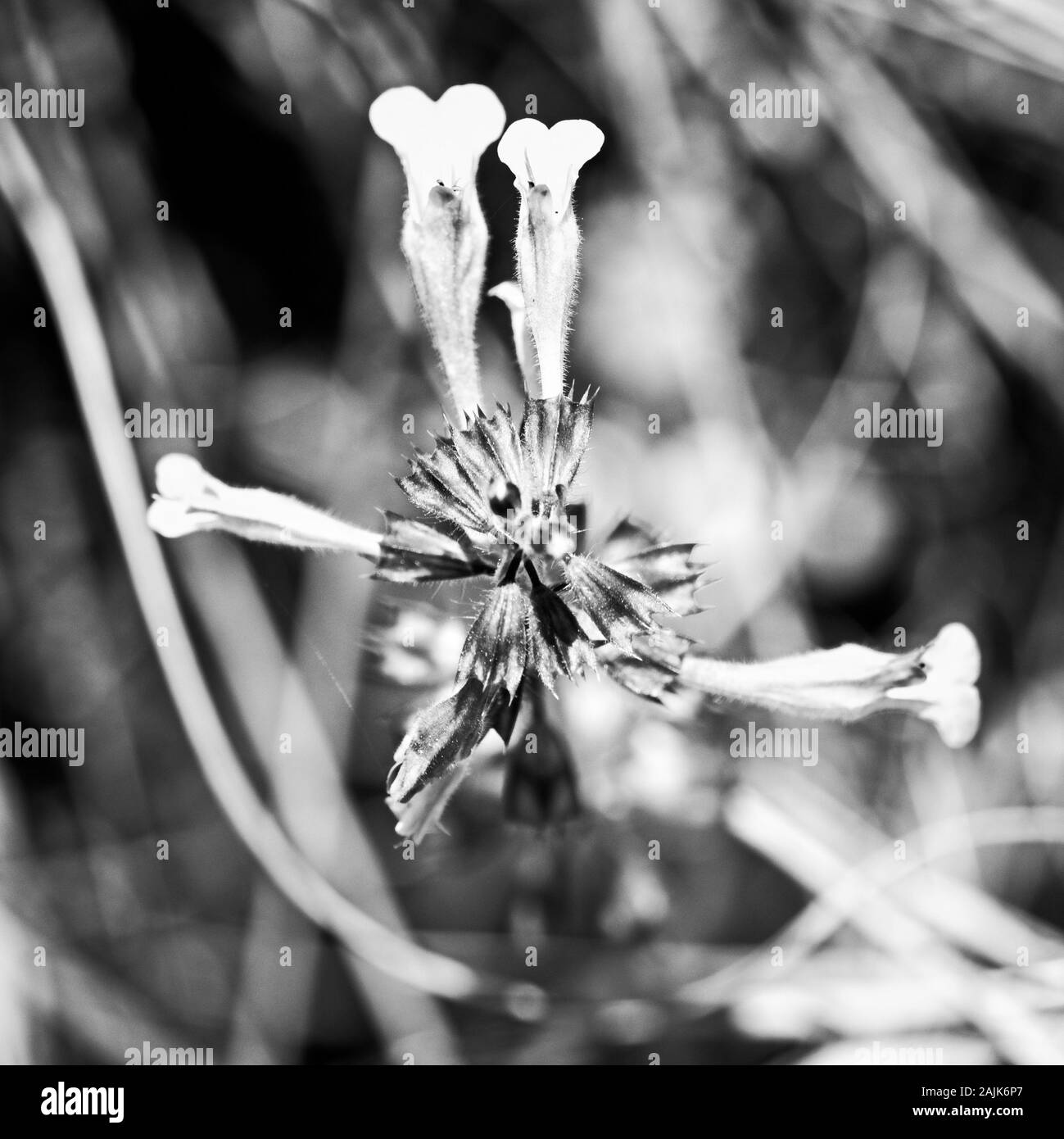 The Woodlands, TX USA - 04-02-2019 - wilde Blumen im Wald in Rot in B&W Stockfoto