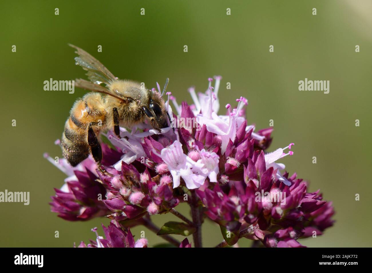 Honigbiene (Apis mellifera) mit sehr abgenutzt Flügel nectaring auf einem wilden Majoran (Origanum vulgare) flowerhead in einem Kreide Grünland Wiese, Wiltshire, UK, Stockfoto