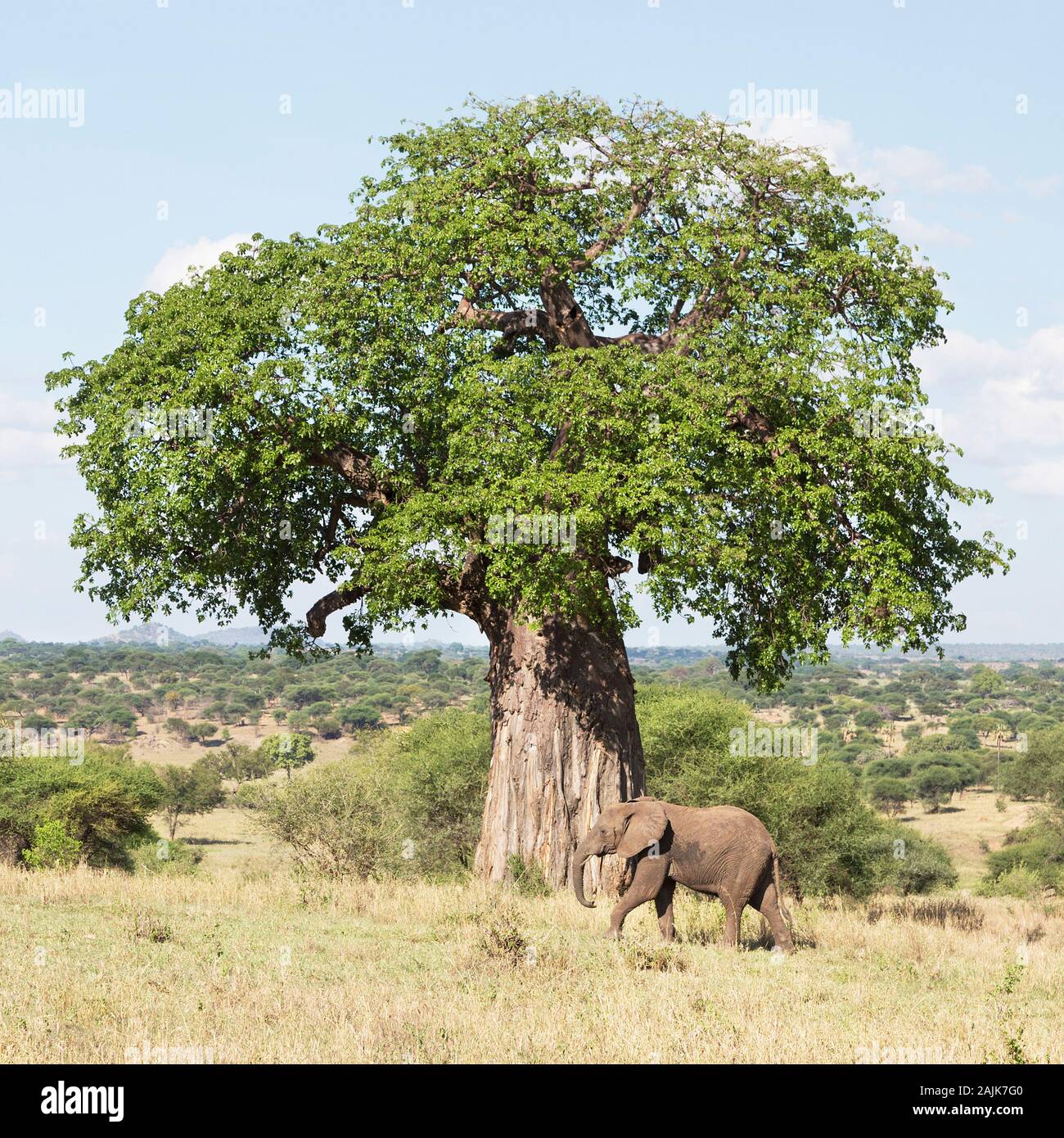 Nach Elefanten vorbei gehen. Ein Baobab Baum im Tarangire Nationalpark zeigt die Skala seiner Amtsleitung Stockfoto