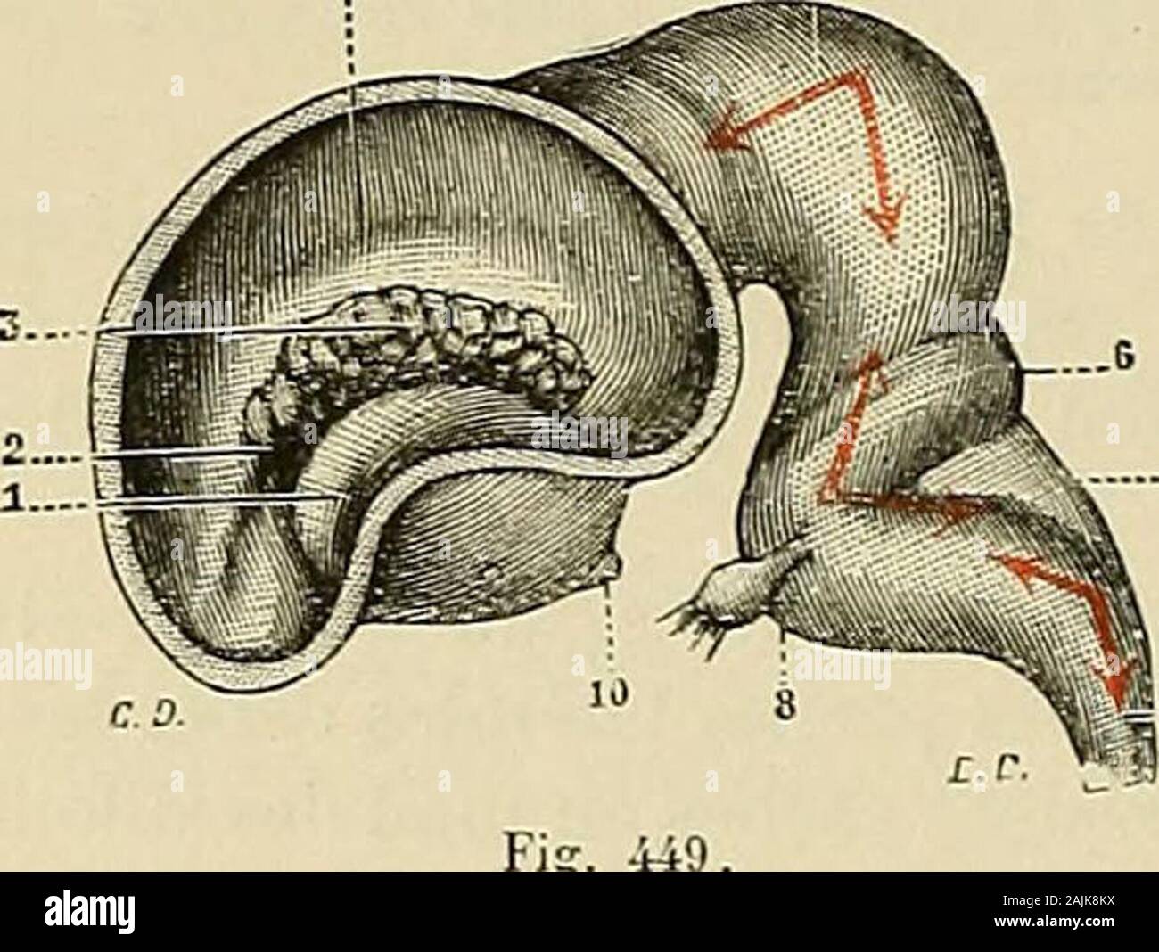 "Traité d'anatomie humaine: beschreibende Anatomie, Histologie, Développement. Ées Vers le Haut, Ich liebe que le point de Passage de la moelle à Travers Le Trou occipital peut être considéré commeun Point fixe, remontent Bien au-delà du Punkt où Elles se trouvaient primitivement. Cest là ceque Lon ein appelé Vascension de la moelle. De la moelle résulte lascension de la formation de laqueue de Cheval qui est suffisamment expliquée par les données ci-dessus. Le Filum terminale, à un moment où Les vertèbres les plus postérieures ne sind pas encoreformées, est en Mehrfachrapport étroits avec la peau de la régi Stockfoto