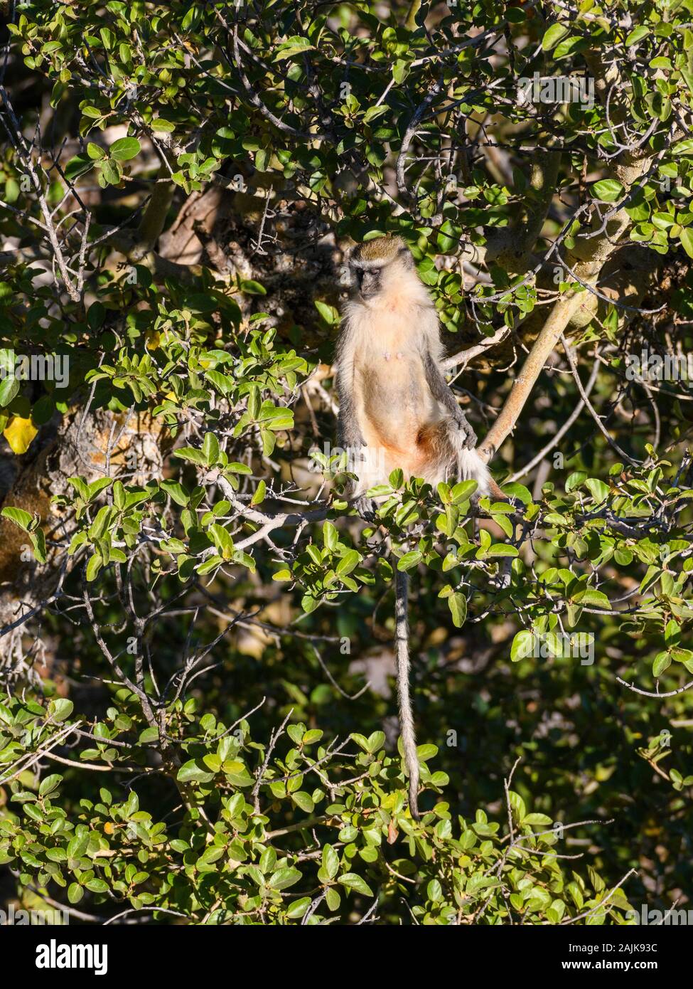 Vervet Monkey, Chlorocebus pygerythrus, Sonne am frühen Morgen, Makgadikgadi Pans National Park, Kalahari, Botswana Stockfoto