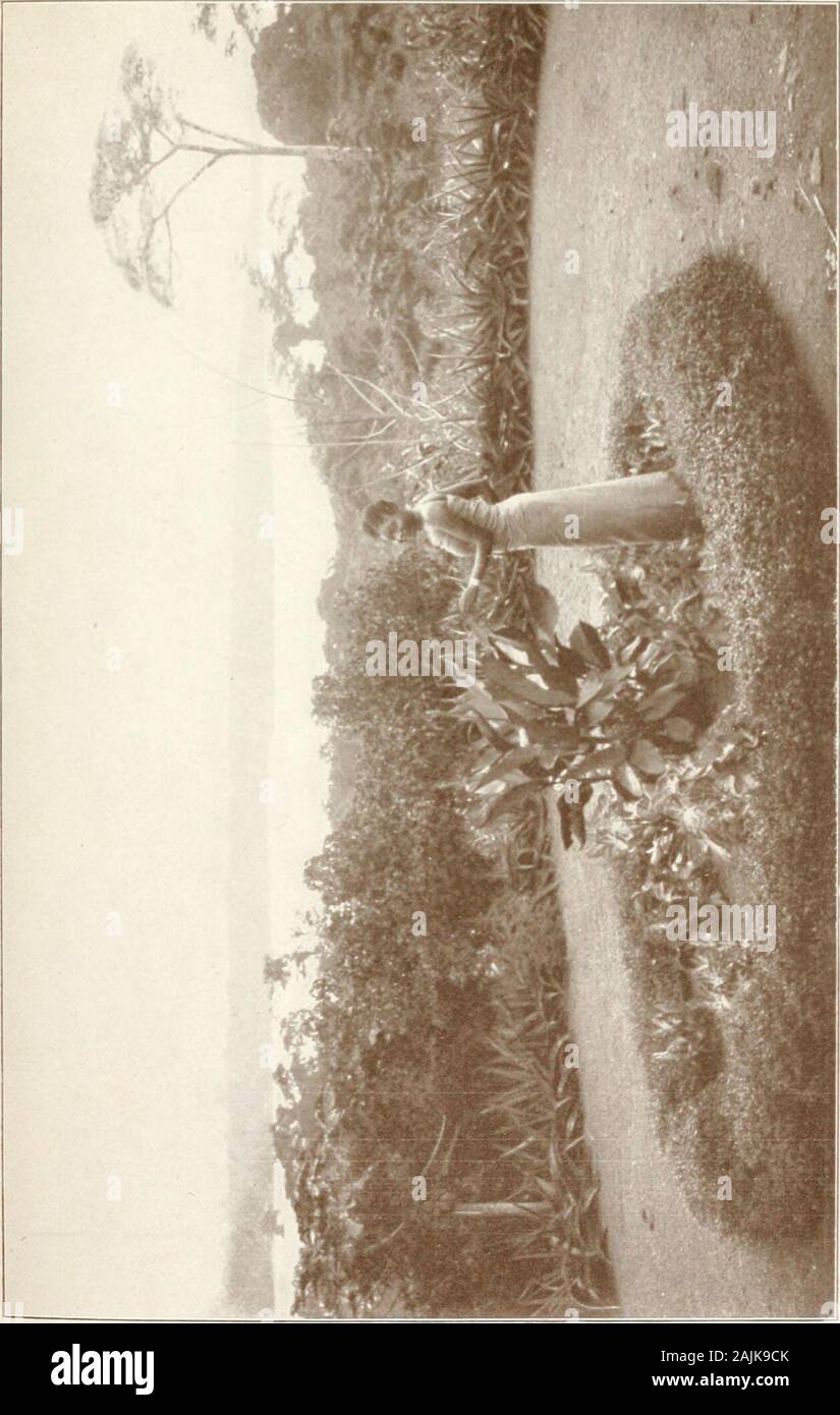 Vom Kongo zum Niger und Nil: ein Konto der Deutschen Central African Expedition von 1910-1911. ) Arten von Affen in allen Farben und Größen; zwei Nachtaffen, mit Augen, die in tlie darklike Phosphor glänzte, Stachelschweine, nicht die gemeinsame EastAfrican Typ, aber die seltene Dschungel Sorte (Atherura) mit langen Schwänzen und so viele verschiedene Arten von Haare, Borsten, Federn und Schuppen, die jede mögliche hairyappendage schien in ihren Mänteln vertreten zu sein. Ich habe alle die genannten Tiere und viele mehr. Aber ich hatte immer noch kein okapi, und meine Chancen auf obtainingone schien sehr schlank. So Stockfoto