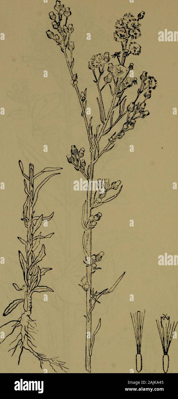 Die Flora des Nilgiri und Pulney herum Hill-Tops. P, F. Fyson del. VERNONIA Sp. Nov. ich Nat. ? 7" c^^ MPOSlT. D. R, Fyson del ERIGERON LINIFOLIUS Willd, ich Nat. coMPosrr/E 379 Stockfoto