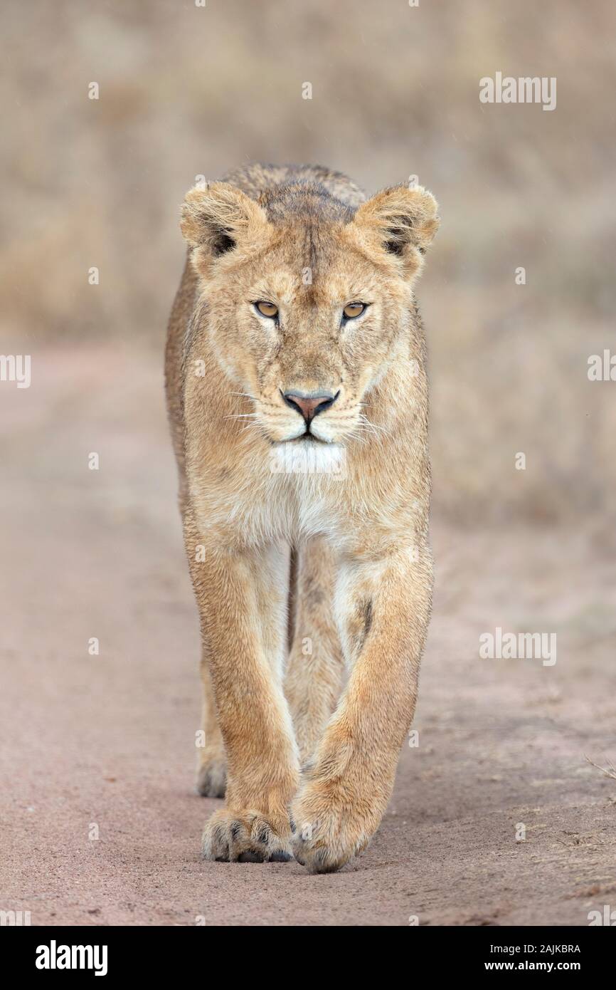 Löwin wandern und direkt auf die Kamera in Tansania Stockfoto