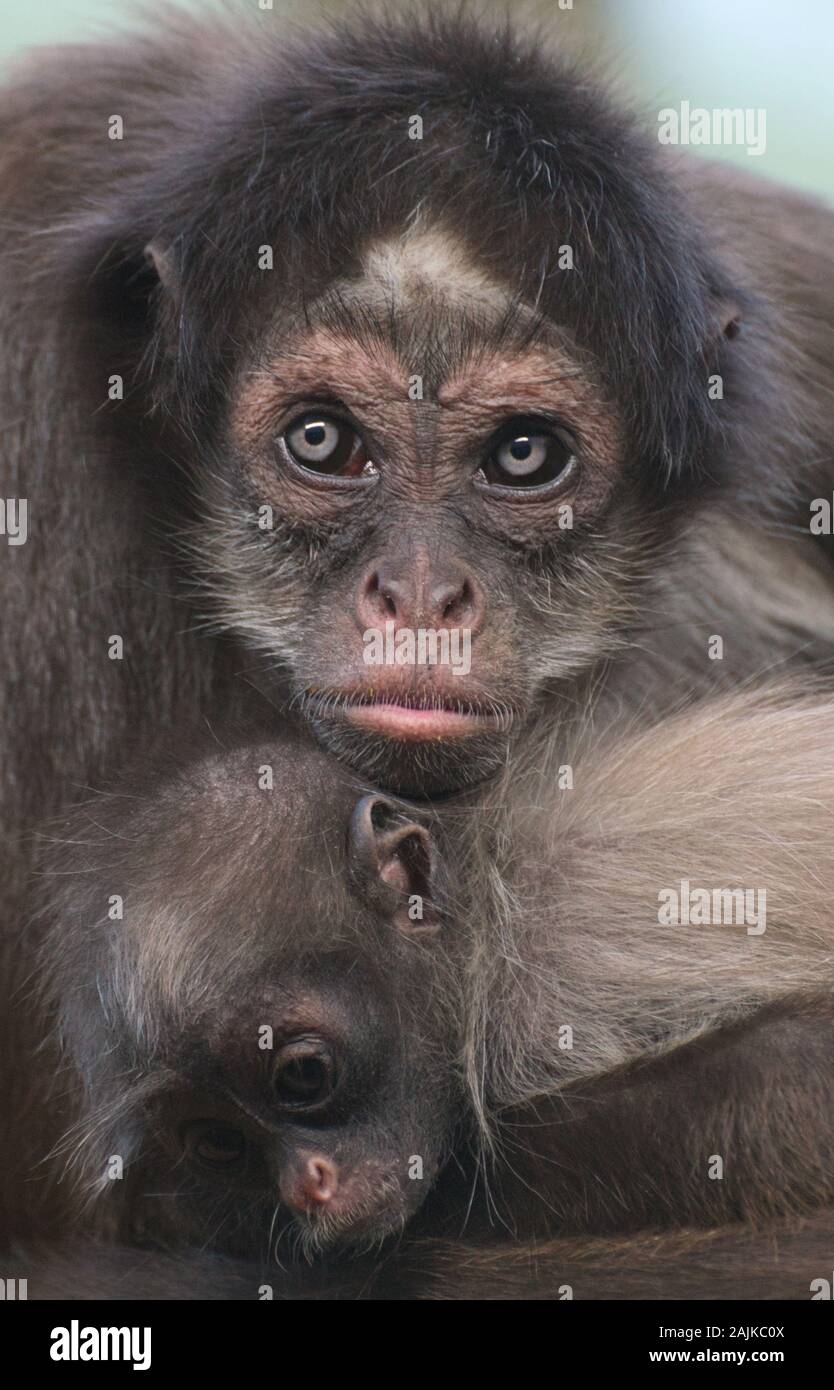 Eine besonders gefährdete braune Spinne monkey (ateles Hybridus) Mutter ihr Baby umarmt Stockfoto