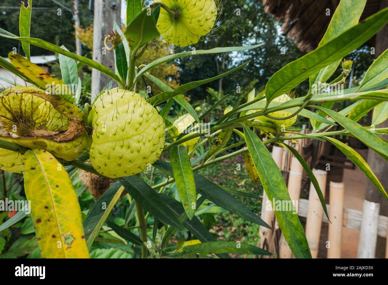 Die stacheligen Grünen haarige Kugeln einer Ballon Pflanze, gomphocarpus physocarpus, in Thailand wächst Stockfoto