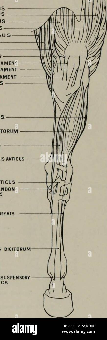 Modellierung; ein Leitfaden für Lehrer und Schüler. Modellierung RECTUS FEMORISVASTUS EXTERNUSVASTUS INTERN USVASTUS LONGUSSEMI-MEM BRAN OS USGRACILISSARTORIUSBICEPS CRURISINTERNAL PATELLAR LIGAMENTEXTERNAL PATELLAR LIGAMENTMEDIAN PATELLAR LIGAMENTSEMi - TENDINOSUS PERONEUS BREVIS EXTENSOR LONGUS 0 I 6 0 RUM TIBIALIS LINKS ANTICUS TEKDINOUS TEIL DES TIBIALIS ANTICUS TENDOH DES TIBIALIS ANTICUS KEILSCHRIFT ZWEIG TENDONOF TIBIALIS ANTICUS SEHNE DES PERONEUS BREVIS SEHNE DER EXTENSOR DIGITORUM LONGUS STÄRKUNG BANDS aus SUSPENSORYLIGAMENT der Fessel. Abb. 50.- Hind-Leg. Anterior Aspekt. Myology. Anhänge Stockfoto