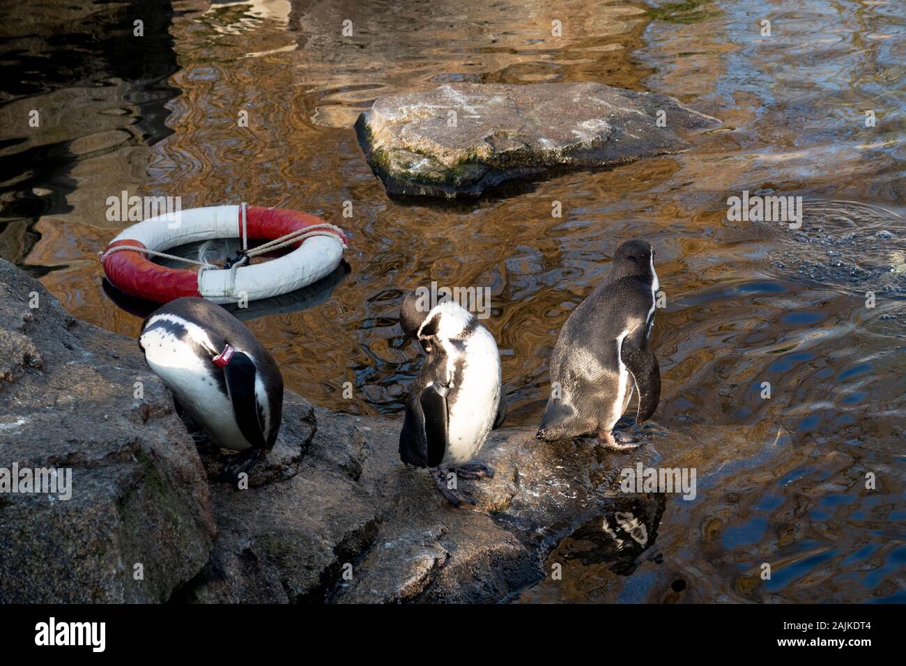 Tiere und Landschaft am Zoo in Frankfurt am Main Deutschland Stockfoto
