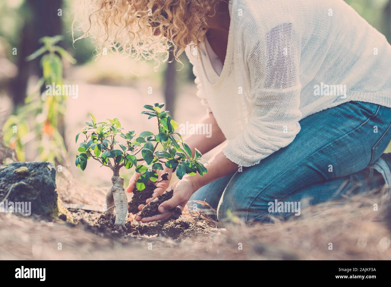 Umwelt und die Sorge für die Erde und die Natur Wald Konzept mit Lady seeding einen neuen Baum auf dem Holz Boden - Speichern Tag der Erde lifestyle Menschen Stockfoto