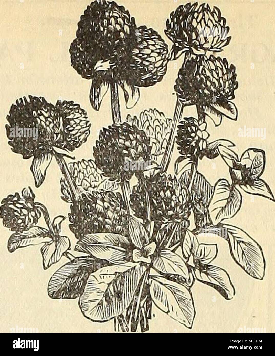 Maule same Katalog: 1896. fectly Runde. Im fi Start-ame oder Topf, wenn möglich, und Transplantation Boden zu öffnen. - Alle Farben gemischt. 5c. HELICHRYSUM. - Groß, voll, doppelte Blüten, in verschiedenen Farben, von Gelb zu Rot, schattigen und Trinkgeld. Besonders wünschenswert als getrocknete Exemplare; überaus Hand - einige Sträuße können von Ihnen für den Winter gebildet werden.-D-Wharf Doppel gemischt. Alle Farben. 5c. - Hohe Doppelte gemischt. Vari-ous Schattierungen. 5 C. RHODANTHE. - Einige Sorgfalt ist notwendig, beginnend Samen der Hhodanthe, aber Sie werden für ihre Betreuung mit einer Fülle von schönen glockenförmigen Blüten, die für Maki belohnt werden Stockfoto