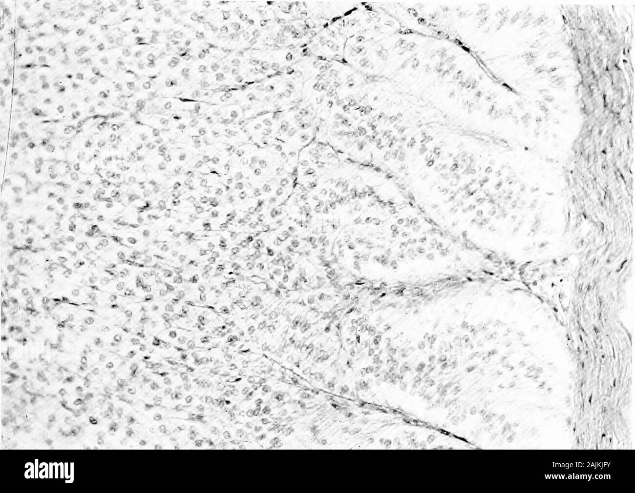 Den Ursprung und die Natur der Emotionen; verschiedene Papiere. Er Nebennieren, während die adrenalwhose Verbindung mit dem Gehirn durch thedivision seiner Nervenversorgung gebrochen wurde, wird noch genügend ad produzieren - minncare Leben zu unterstützen. Von der starken Affinität des Gehirns - Zellen für adrenalinwhich in unseren Experimenten erschienen ist, können wir die stronglysuspect Nissl Substanz ist eine flüchtige, extremelyunstable Kombination bestimmter Teile des Gehirns - cellsand Adrenalin, weil die Nebennieren allein nicht theNissl nehmen Fleck und das Gehirn beraubt Adrenalin auch nicht nehmen Nissl Fleck. Die Stockfoto