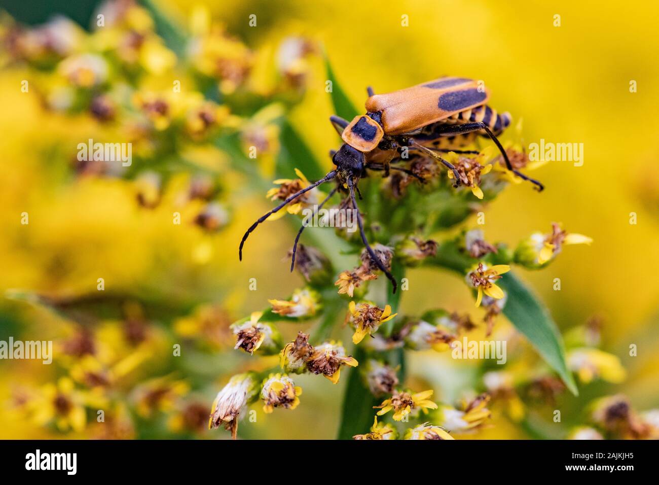 Goldrute Soldat Käfer Insekten auf frischen gelben Blüten im Herbst Saison Stockfoto