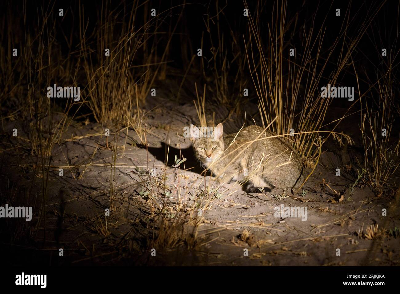 Afrikanische Wildkatze oder Afrikanische Wildkatze, Felis silvestris lybica, Bushman Plains, Okavanago Delta, Botswana Stockfoto