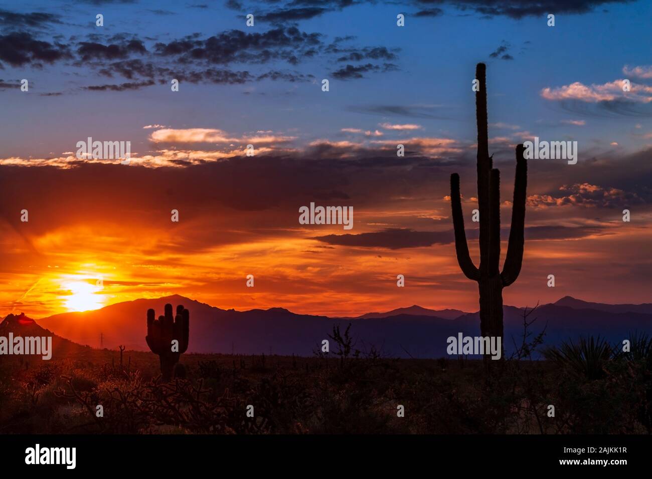 Dynamische Silhouette von Saguaro Kaktus bei Sonnenuntergang in der Wüste von Arizona in der Nähe von Phoenix, Stockfoto