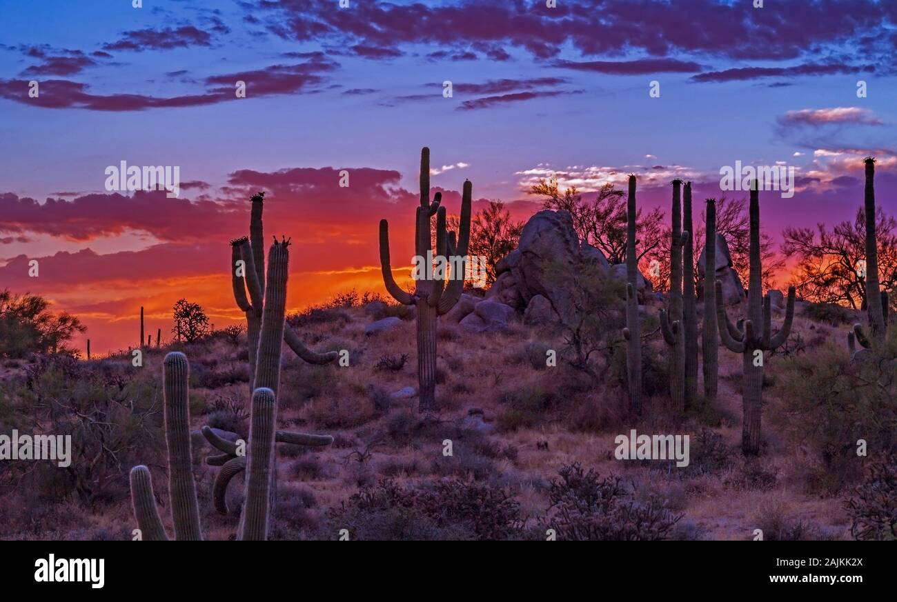 Eine lebendige, farbenfrohe und Arizona Sonnenaufgang mit Stand von Saguaro Kaktus Stockfoto