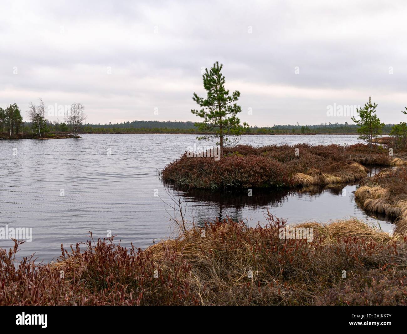 Landschaft mit roten Moose bog, kleine bog Kiefern, kleine Seen bog und Wind bewegten Wasser Stockfoto