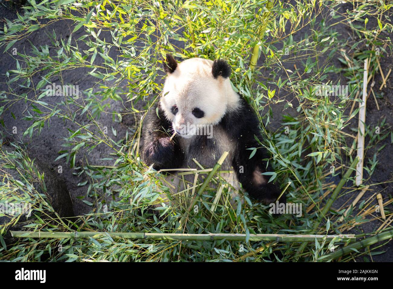 Panda in den Kopenhagener Zoo Stockfoto
