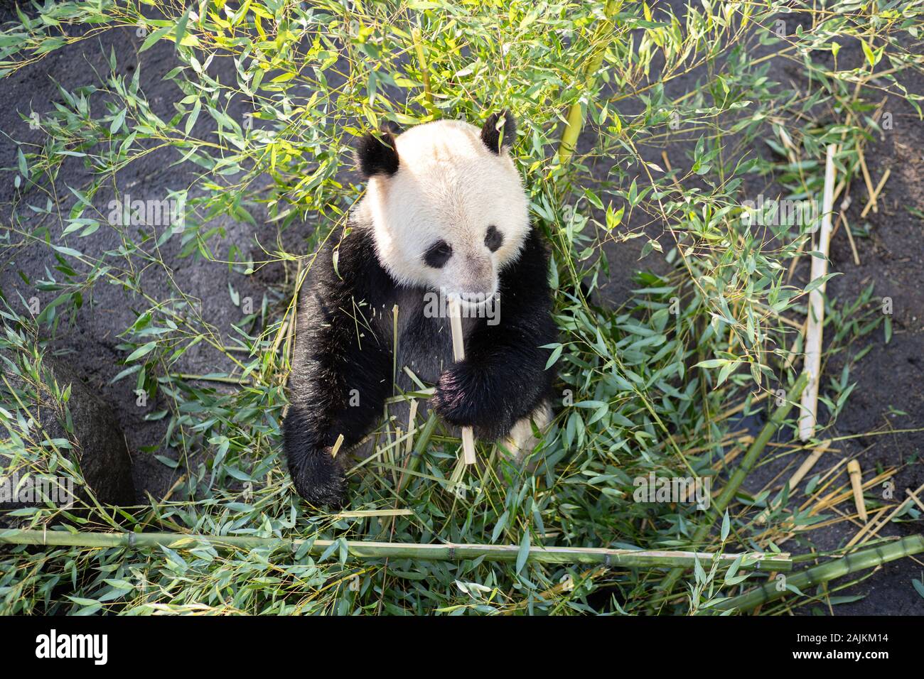 Panda in den Kopenhagener Zoo Stockfoto