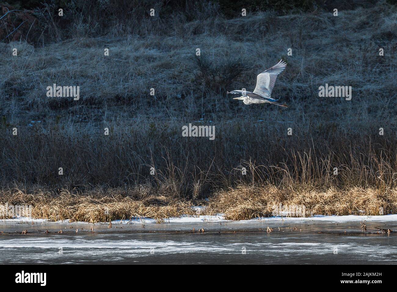 Ardea cinerea Vogel auf der Suche nach Nahrung auf gefrorenen Winter Lake Stockfoto